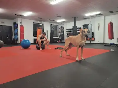 Apex Martial Arts Downtown BJJ Academy - photo 3