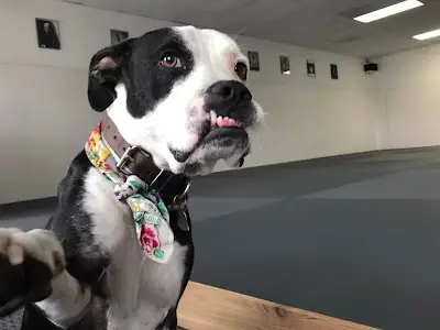 Austin Jiu Jitsu Collective BJJ Academy - photo 3