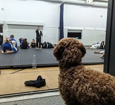 Jiu-Jitsu Social BJJ Academy - photo 3