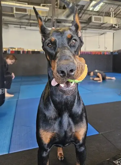 Nova Geração Davis Brazilian Jiu-Jitsu Academy BJJ Academy - photo 4