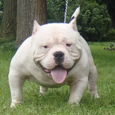 SELVA BJJ ACADEMY BJJ Academy - photo 3