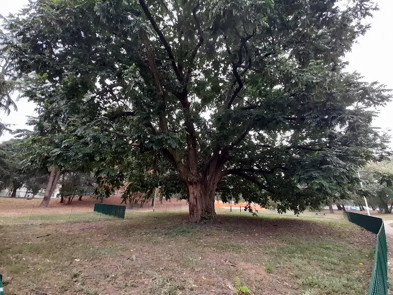Il Noce