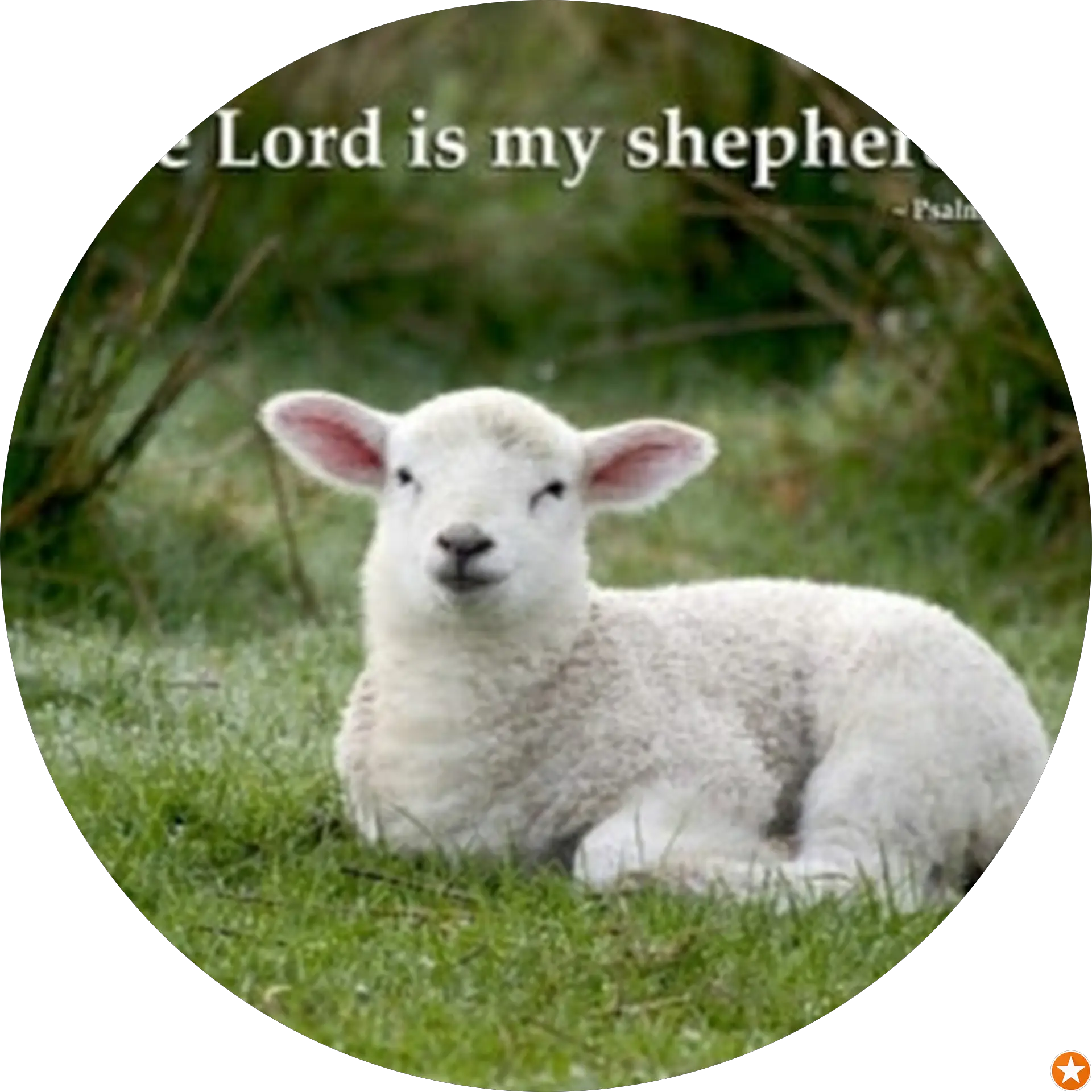 heavenly sheep hugs /hugging Fox