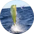 Fishing FL