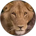 Alexander Braczkowski