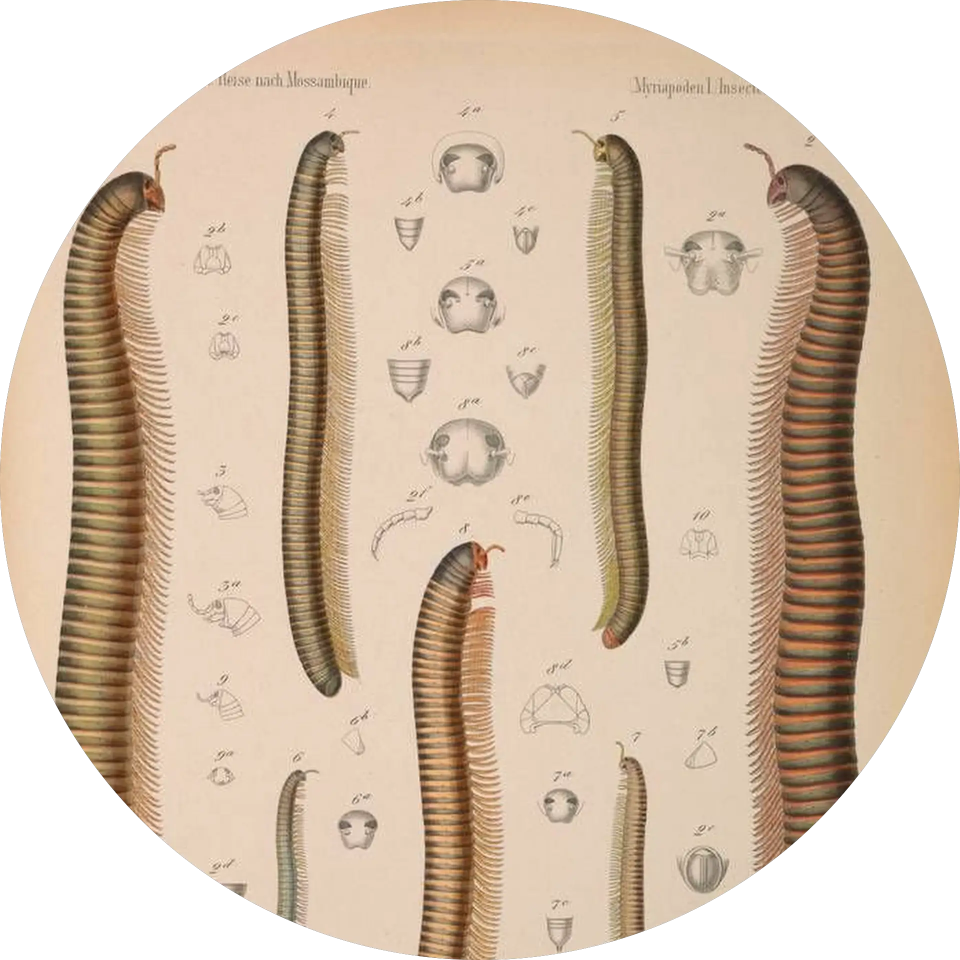 Dan