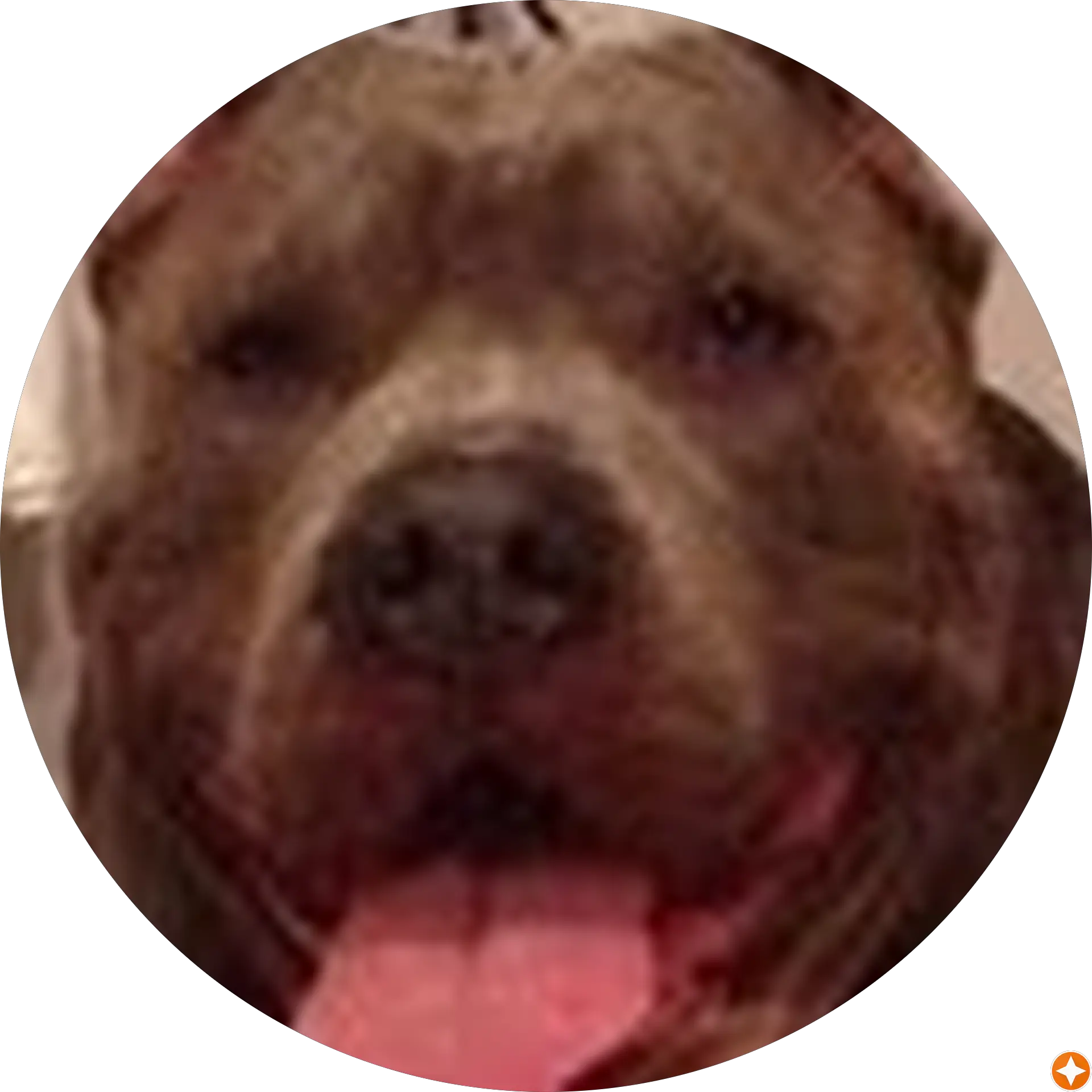 SilverBackJax Olchin