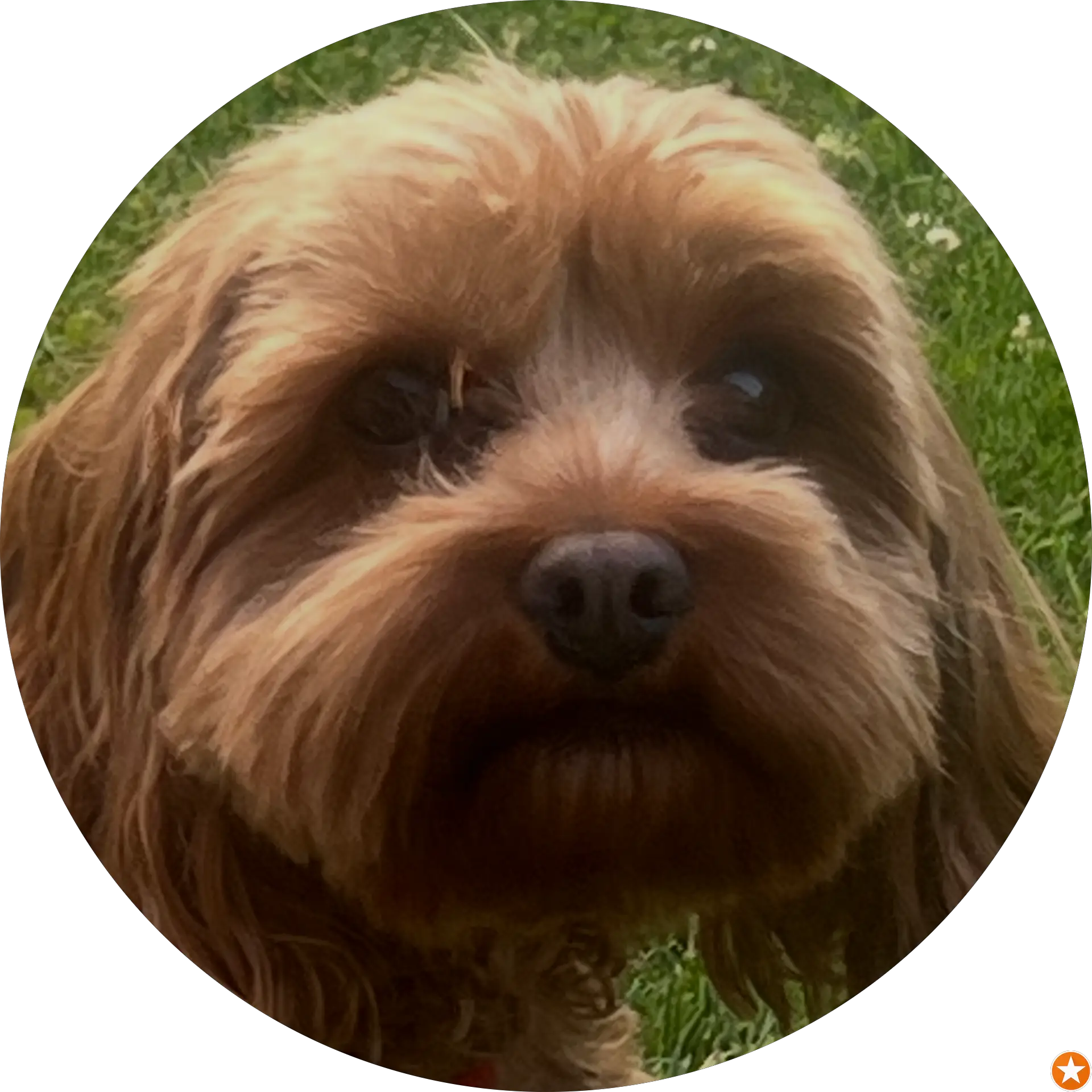 Robert Groel