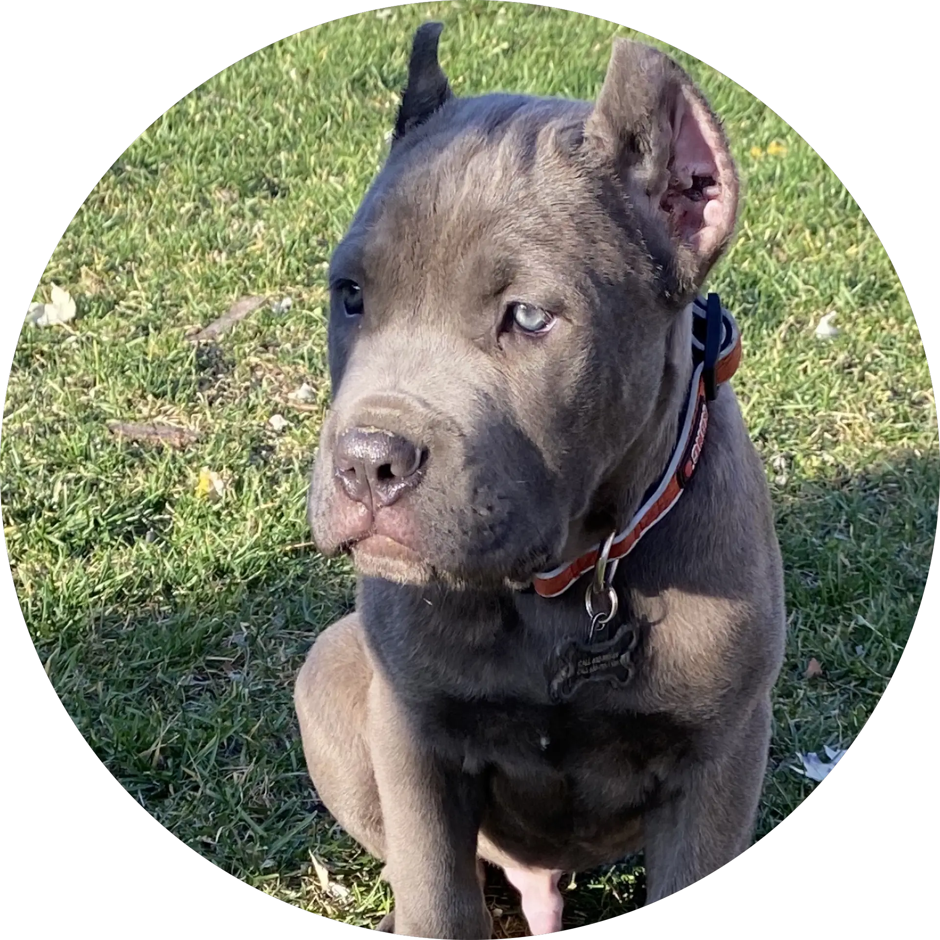 Diamon Cane Corso