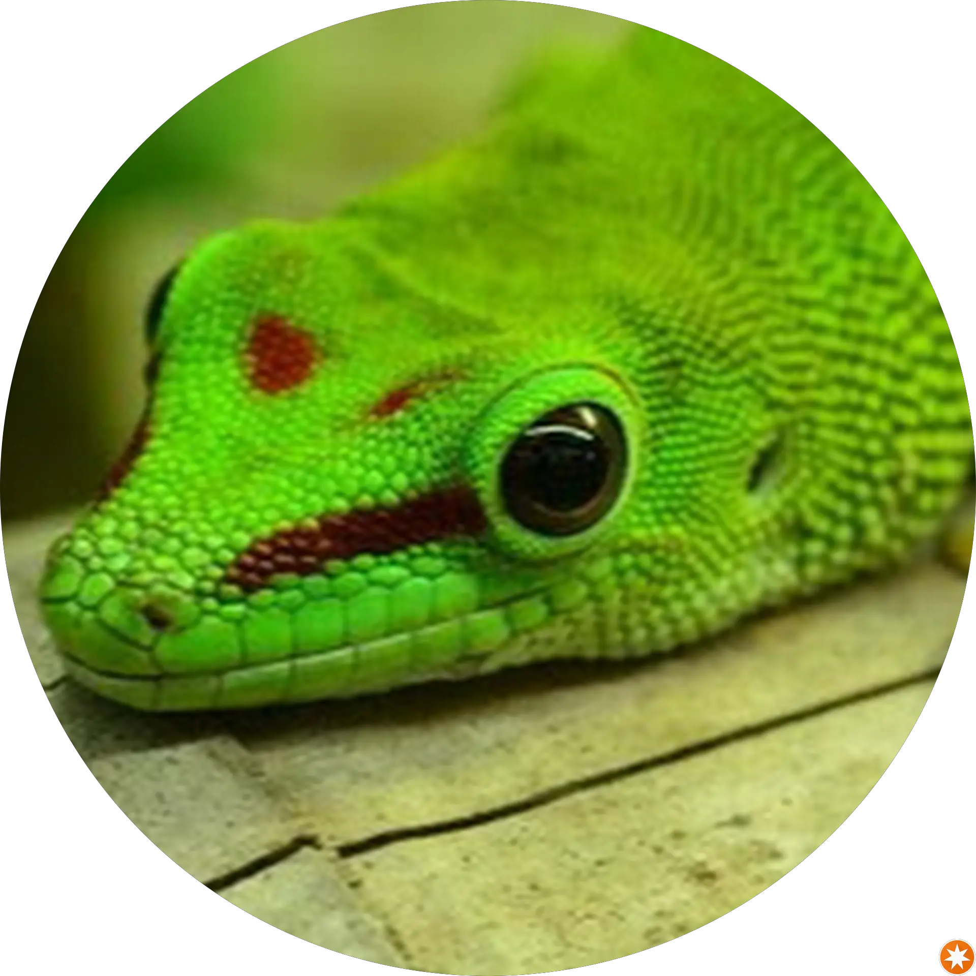 Global Gecko