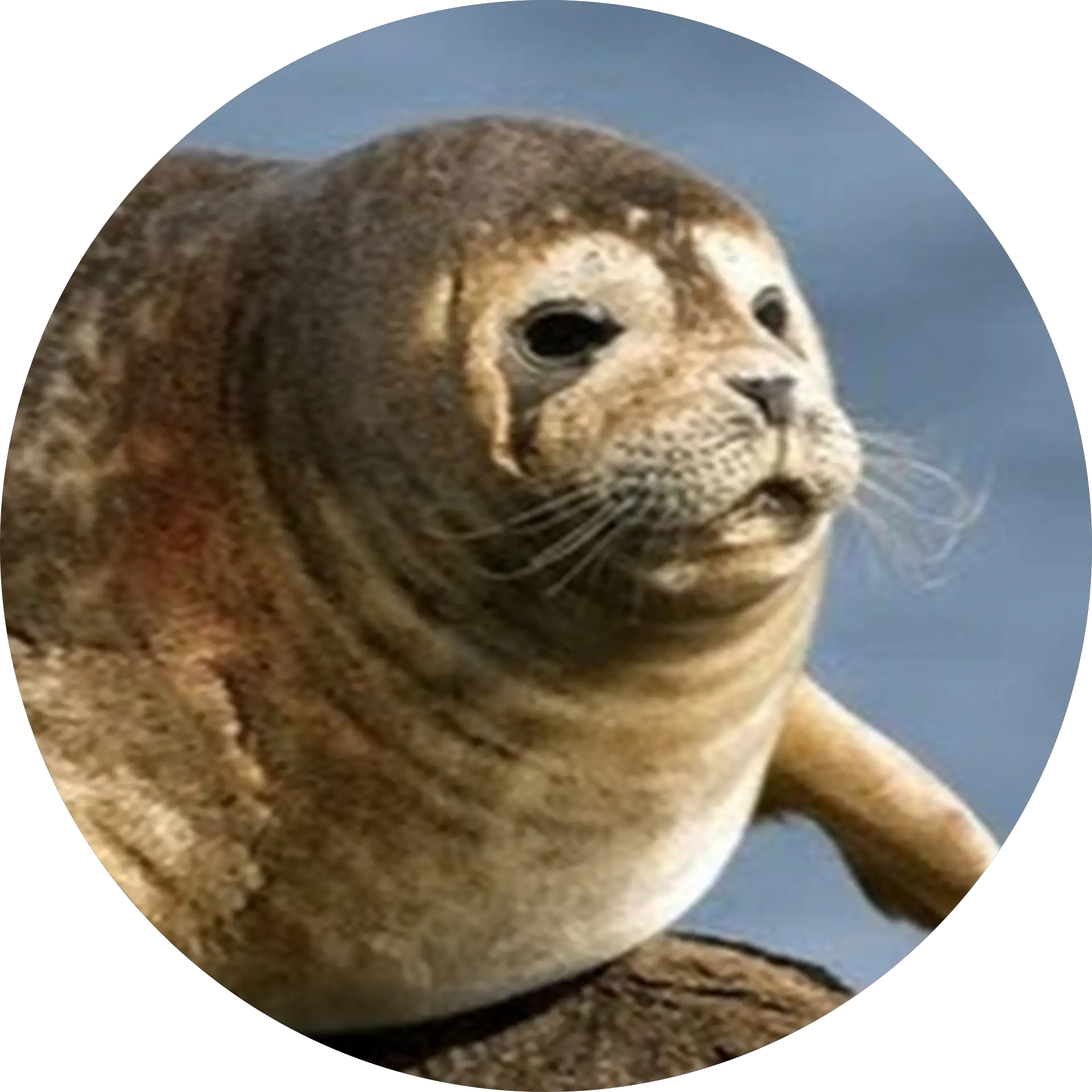 Seal Time