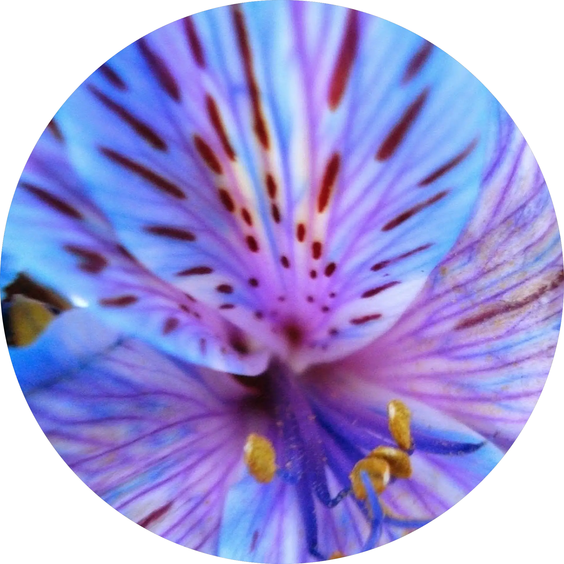 Nata Piata
