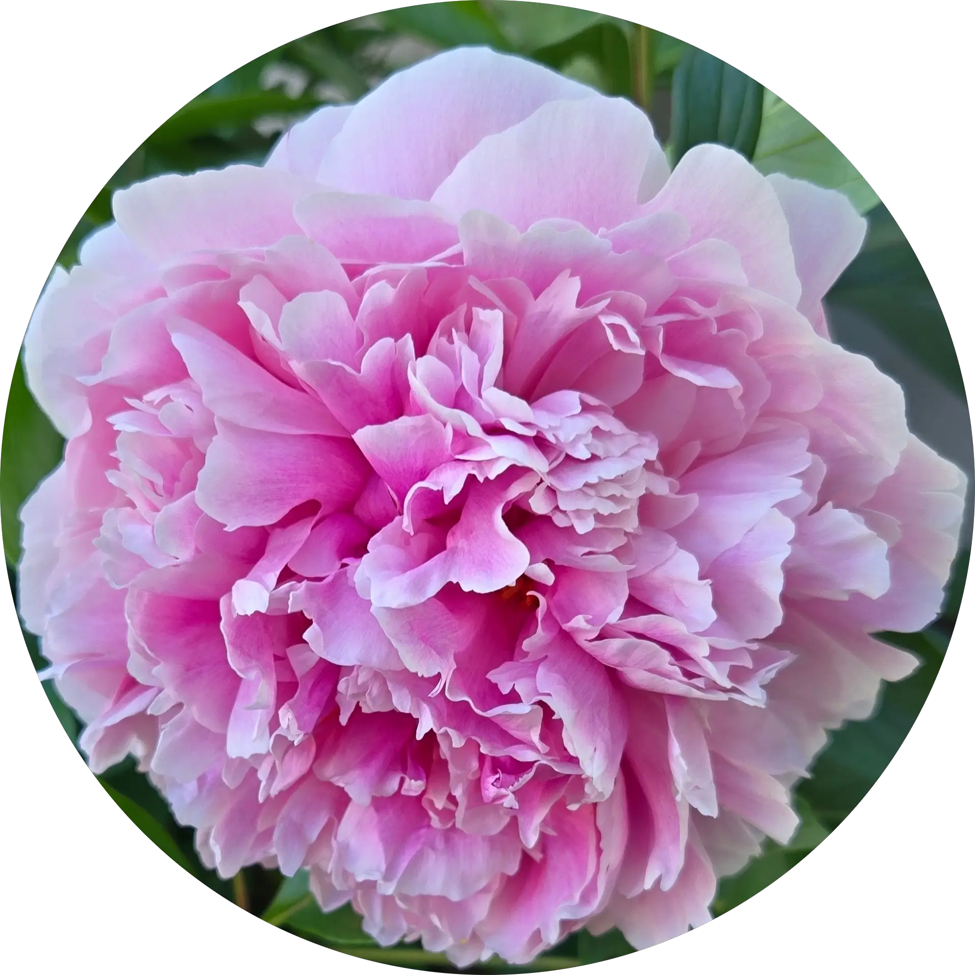 Amanda Mayo