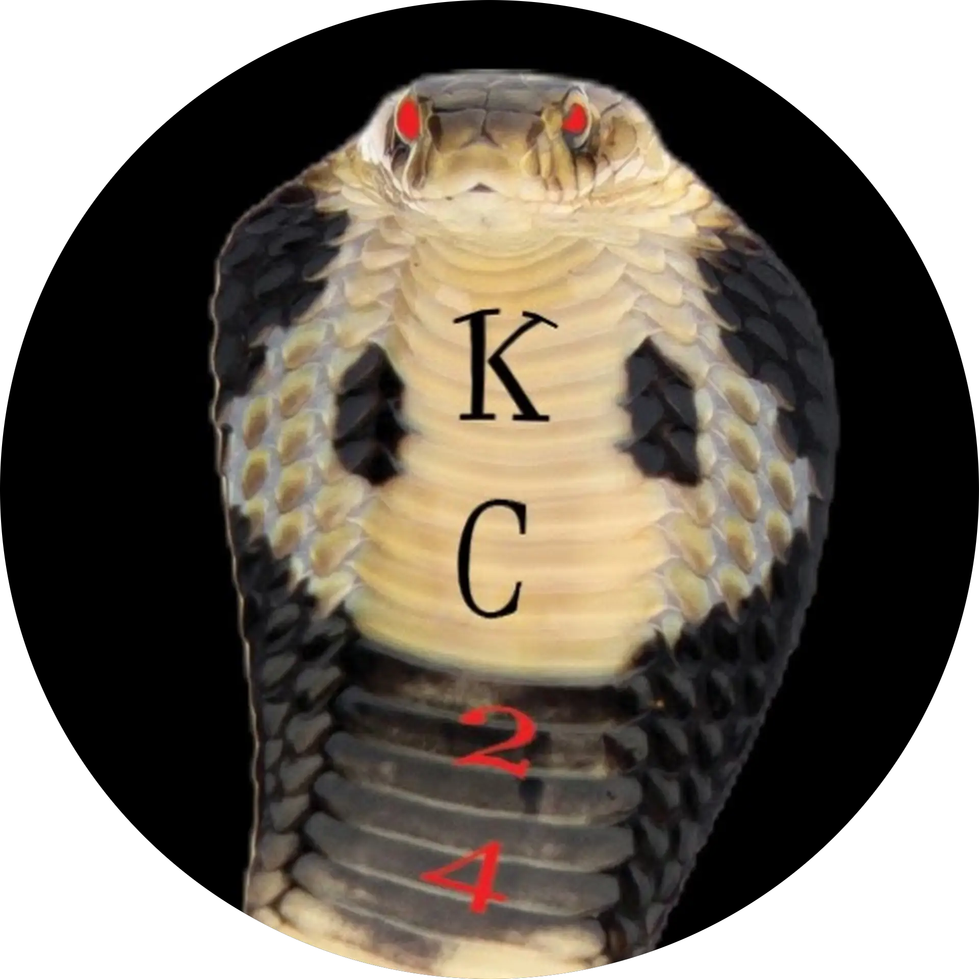 Kcobra24