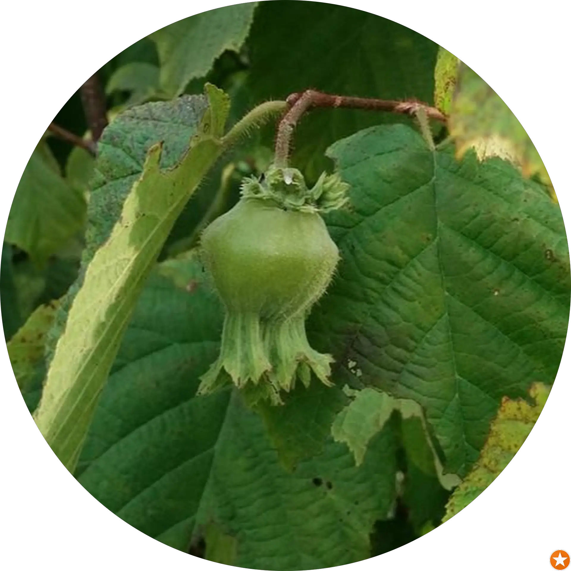 Charles Van Winkle