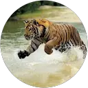 Sanjit Singh
