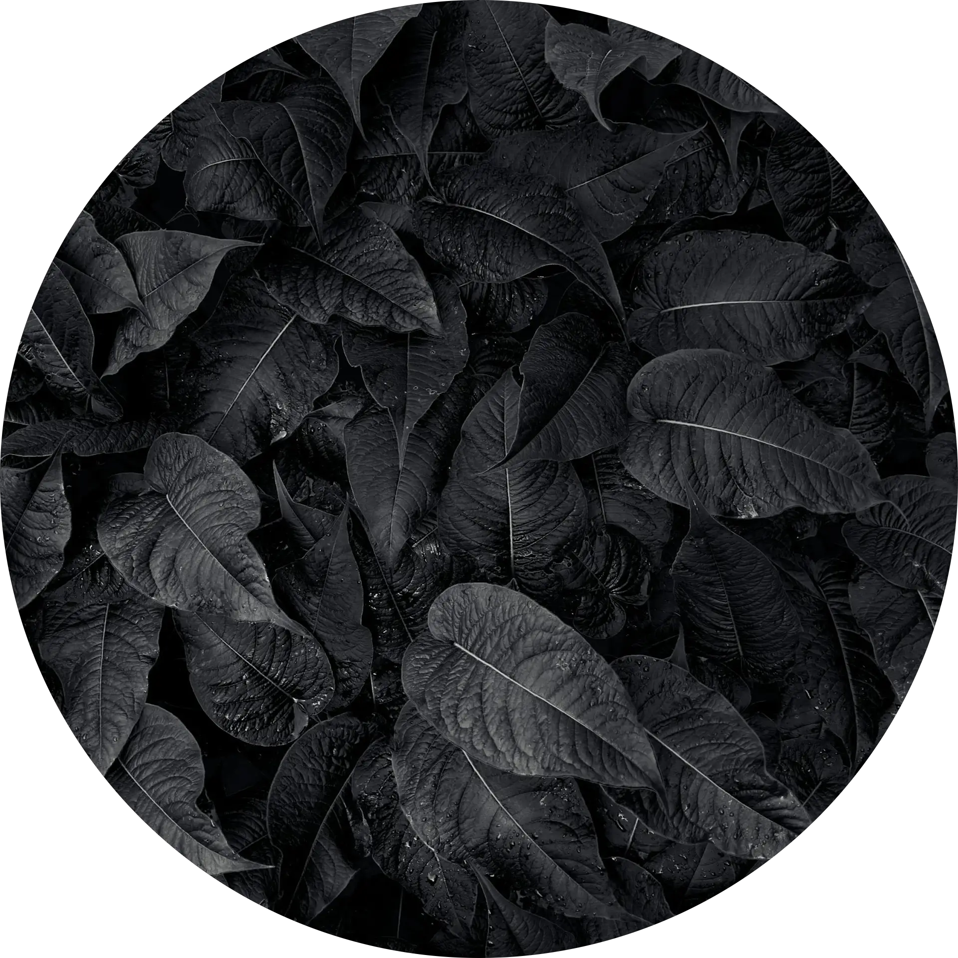 Hayden Huff