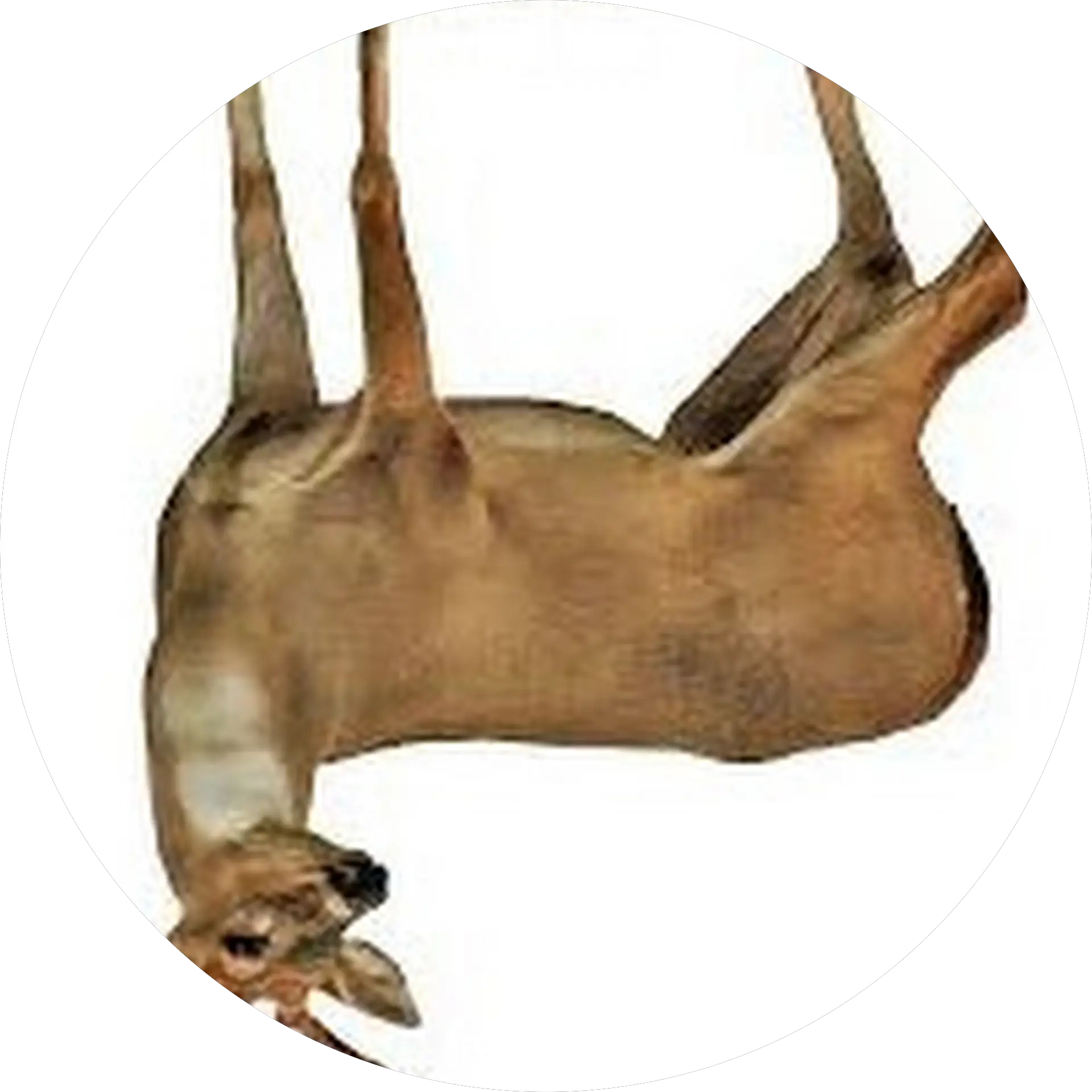 Jacob Ketzler