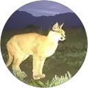 zou zou