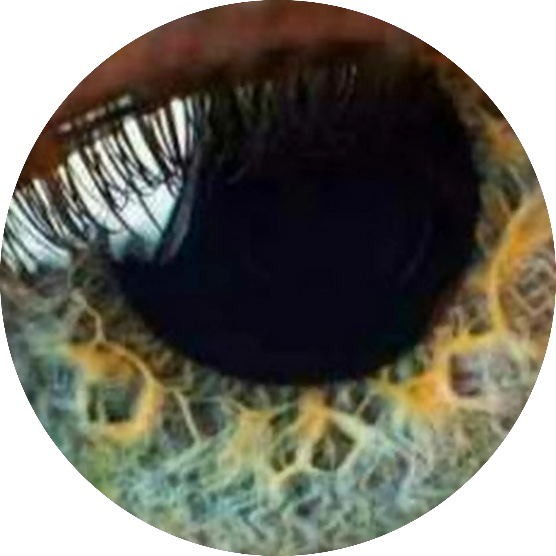 TTD35