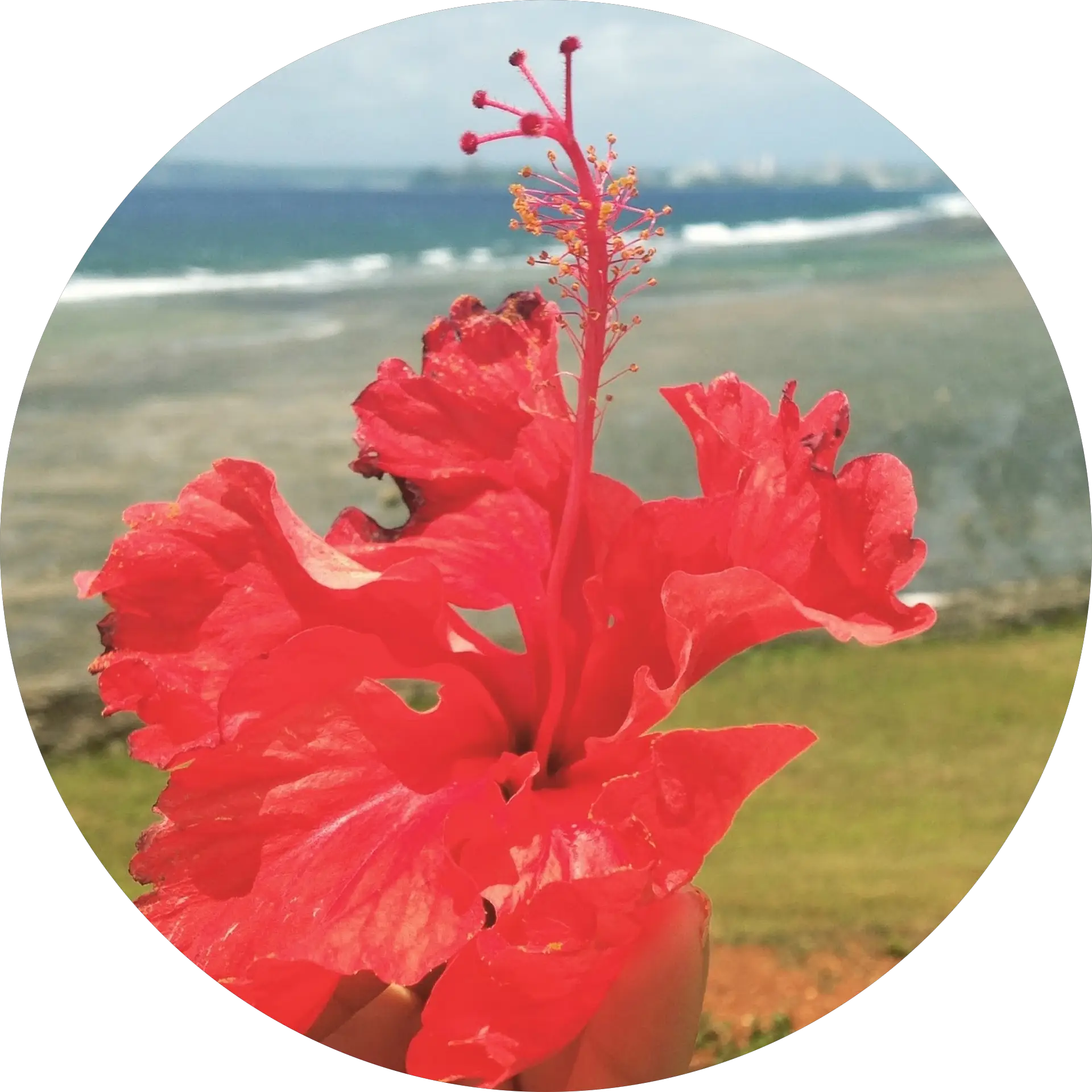 Kehualani Alo