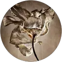 Ilona Lievert