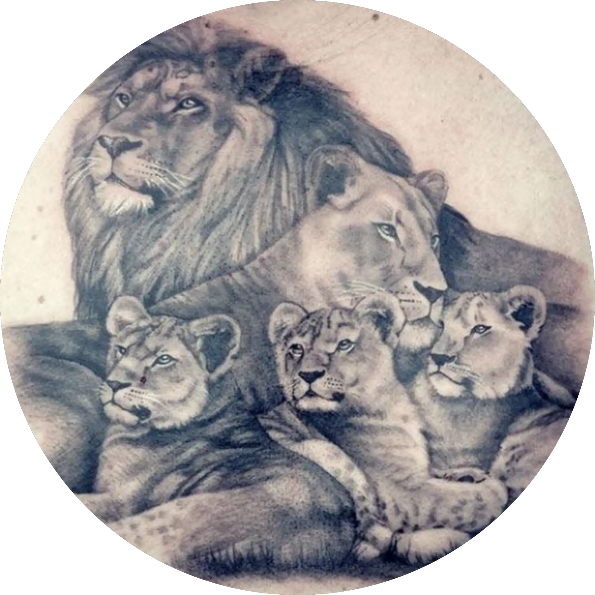 The Lion