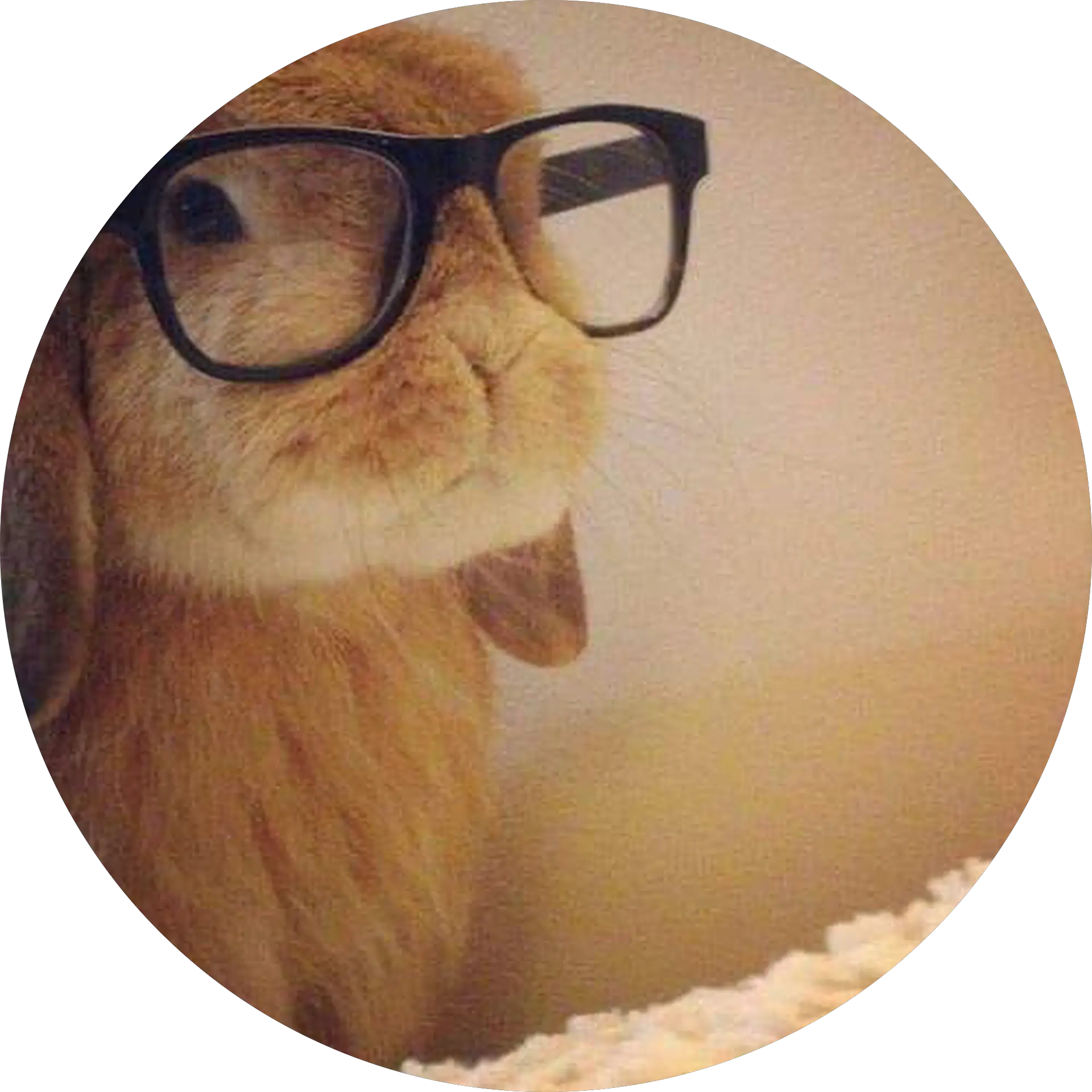 Aloha Bunny