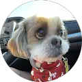 Gizmo lol