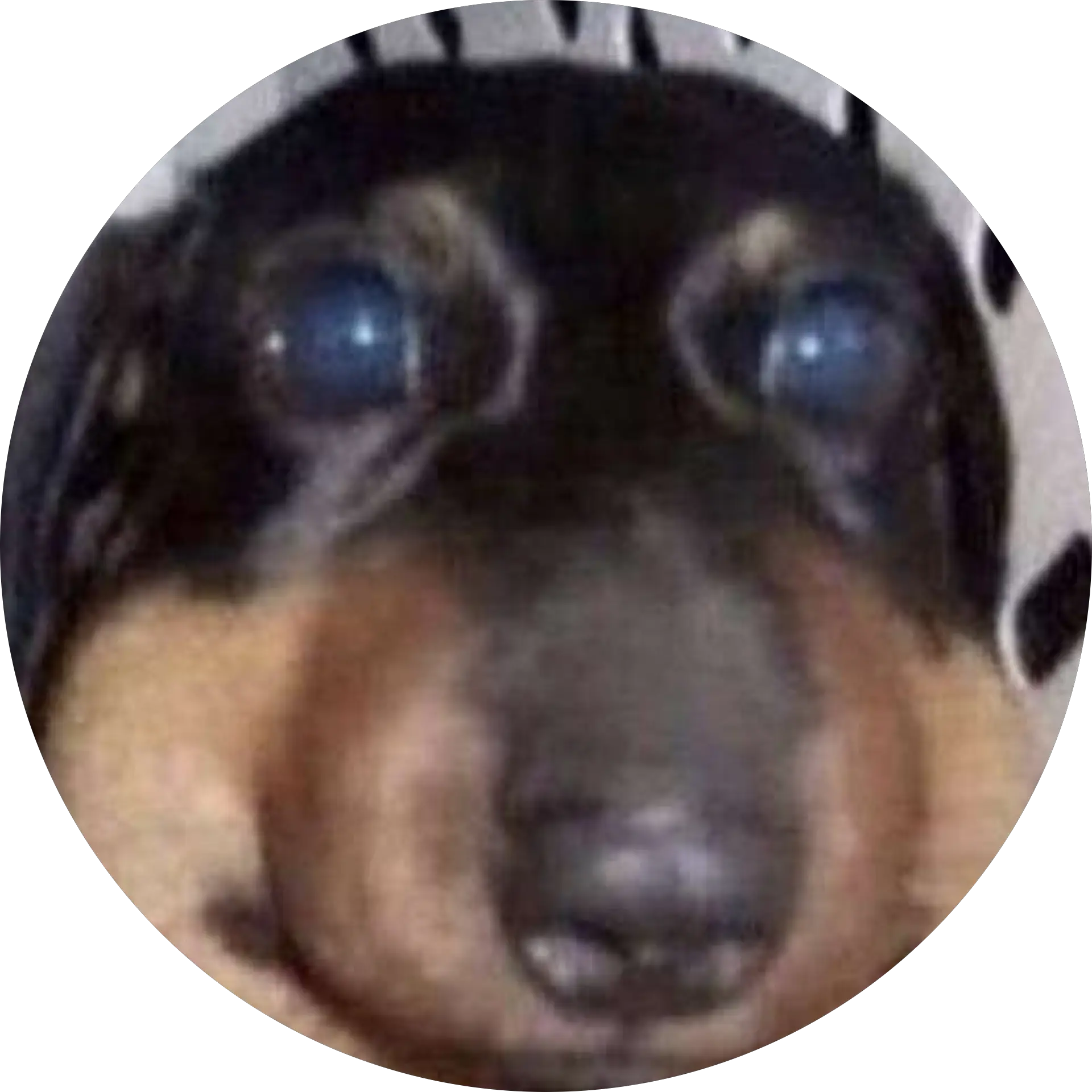 Yungcashregistr R
