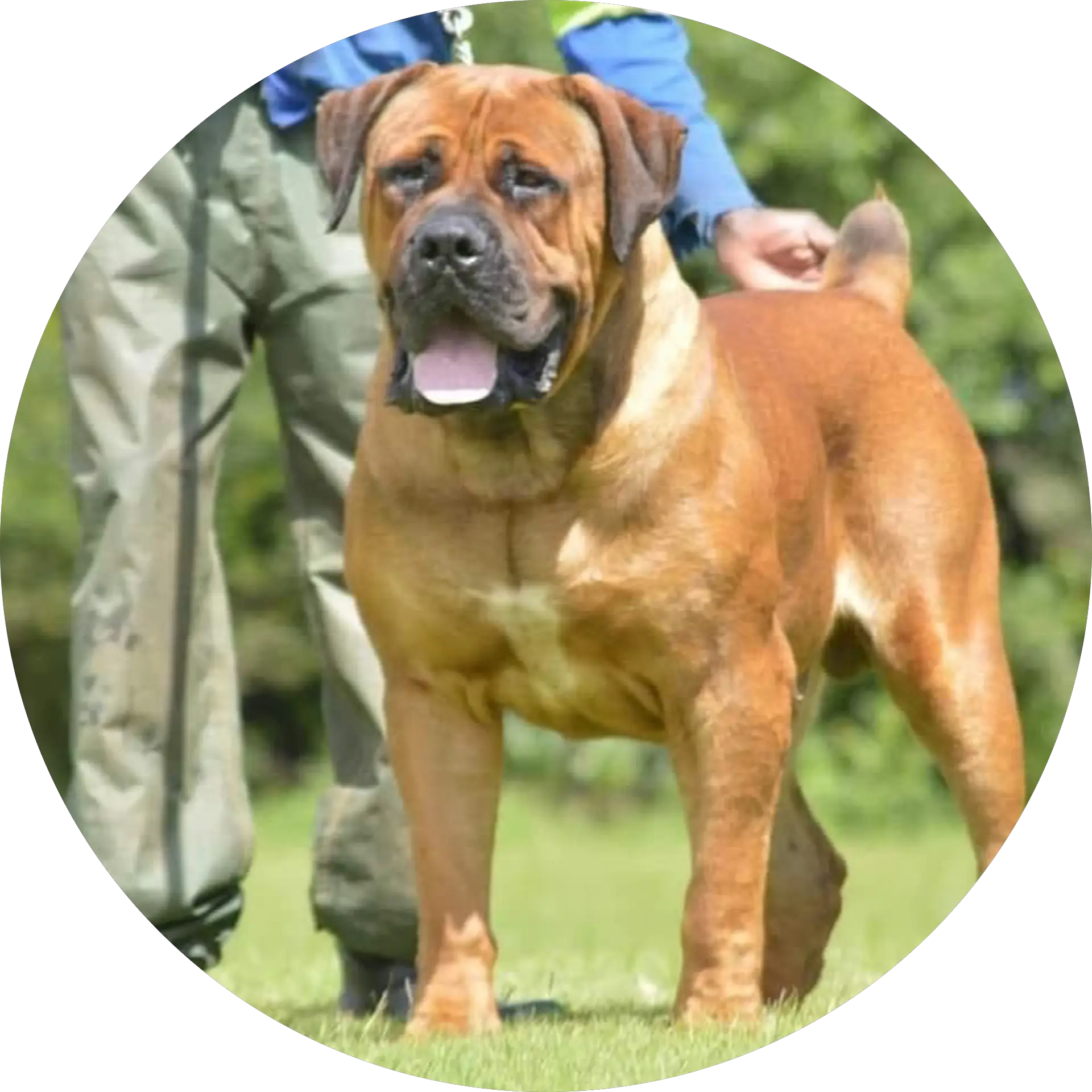 Alcaeus Kennel