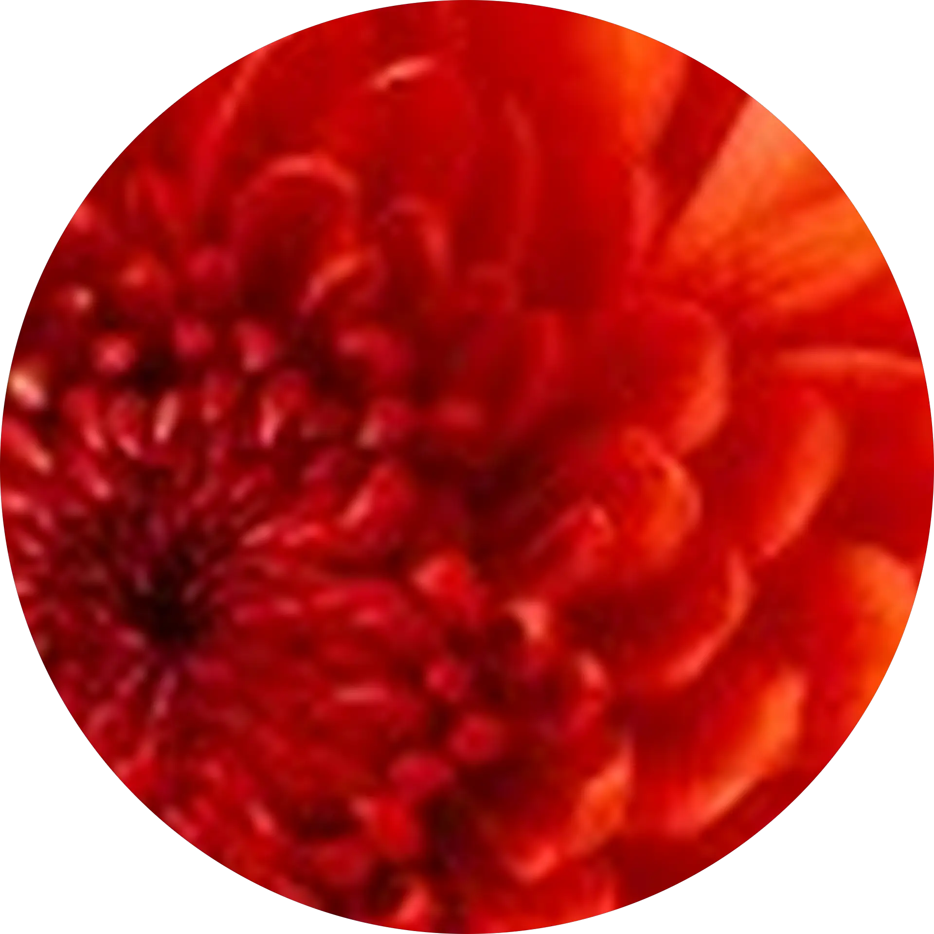 A. N.