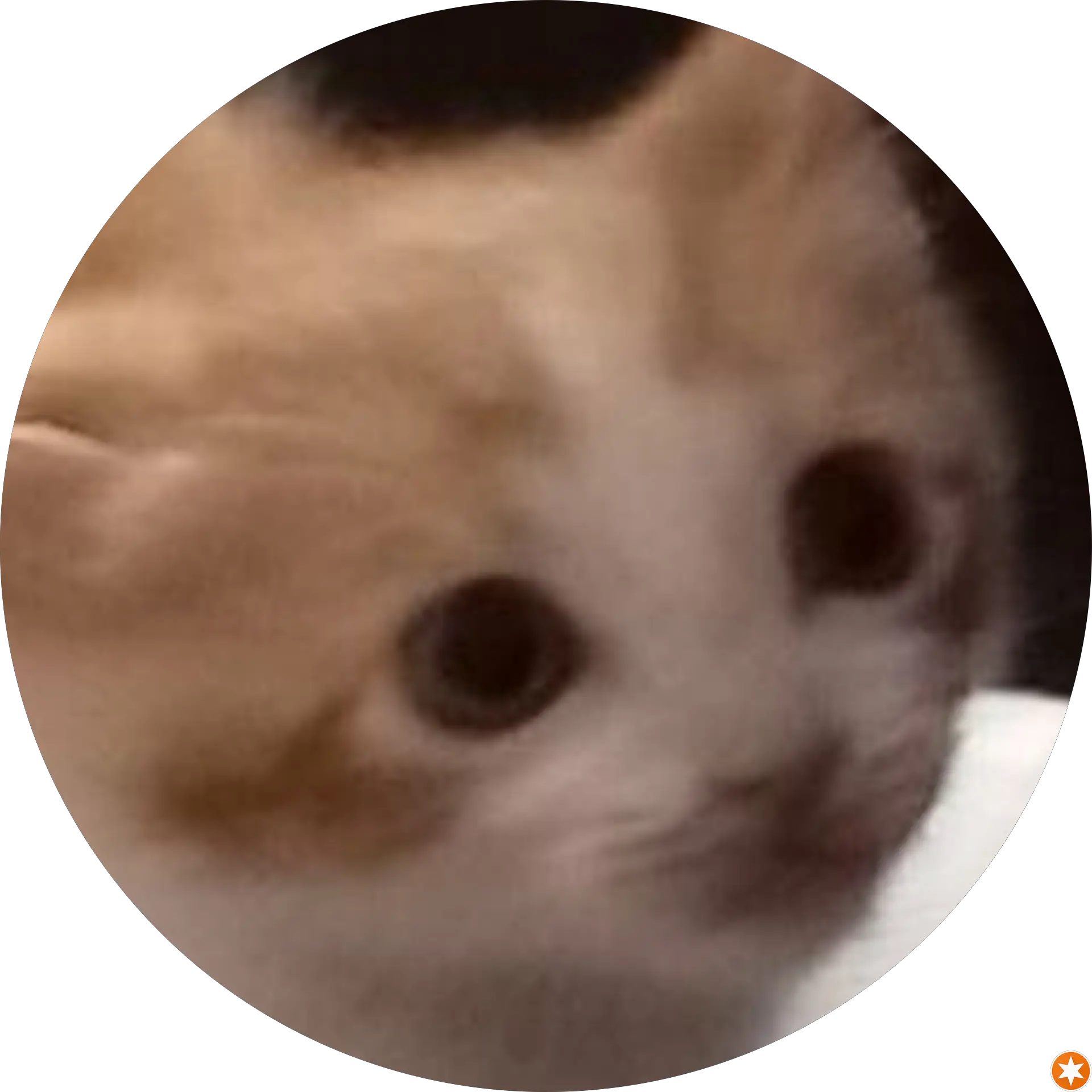 metiscus