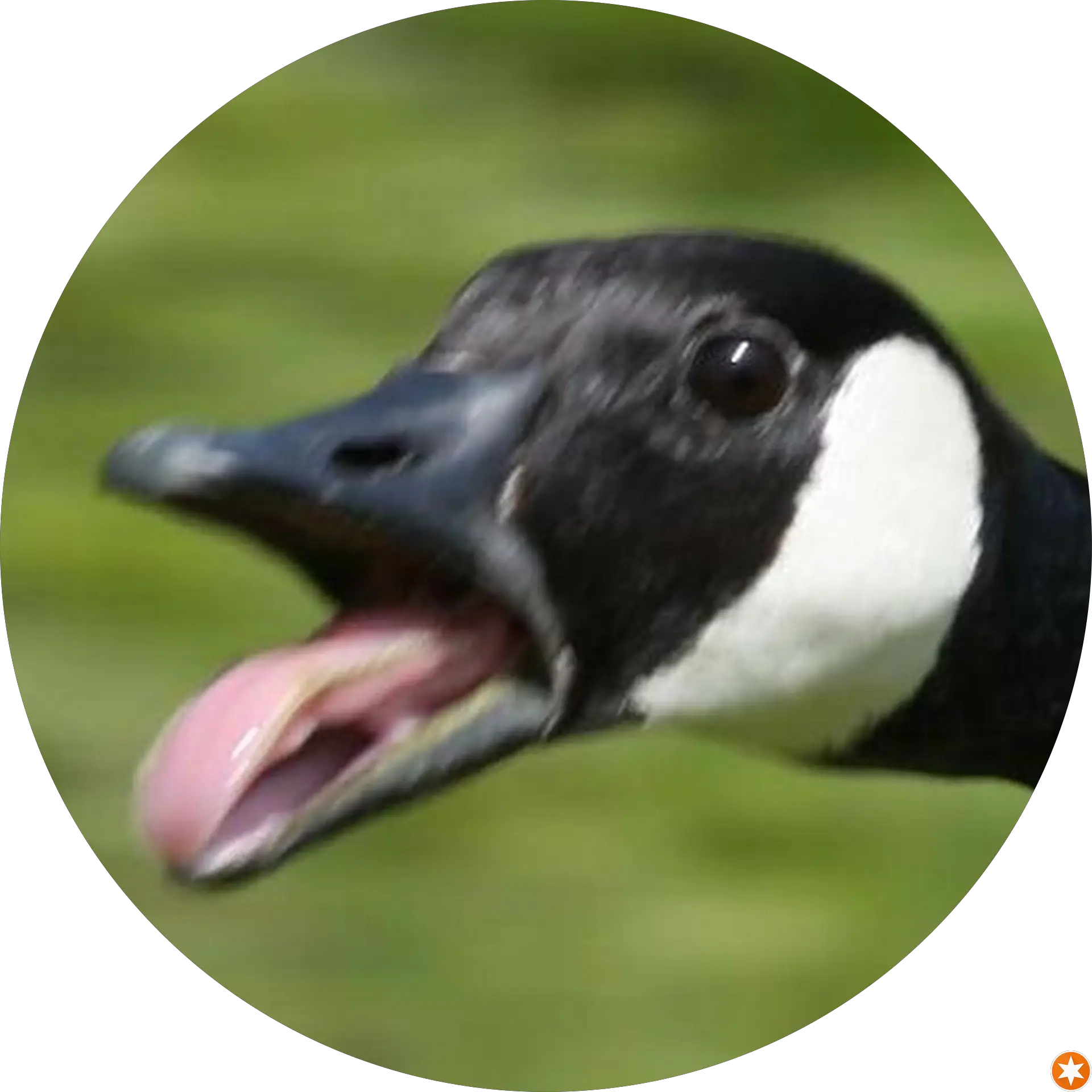 Floating Goose