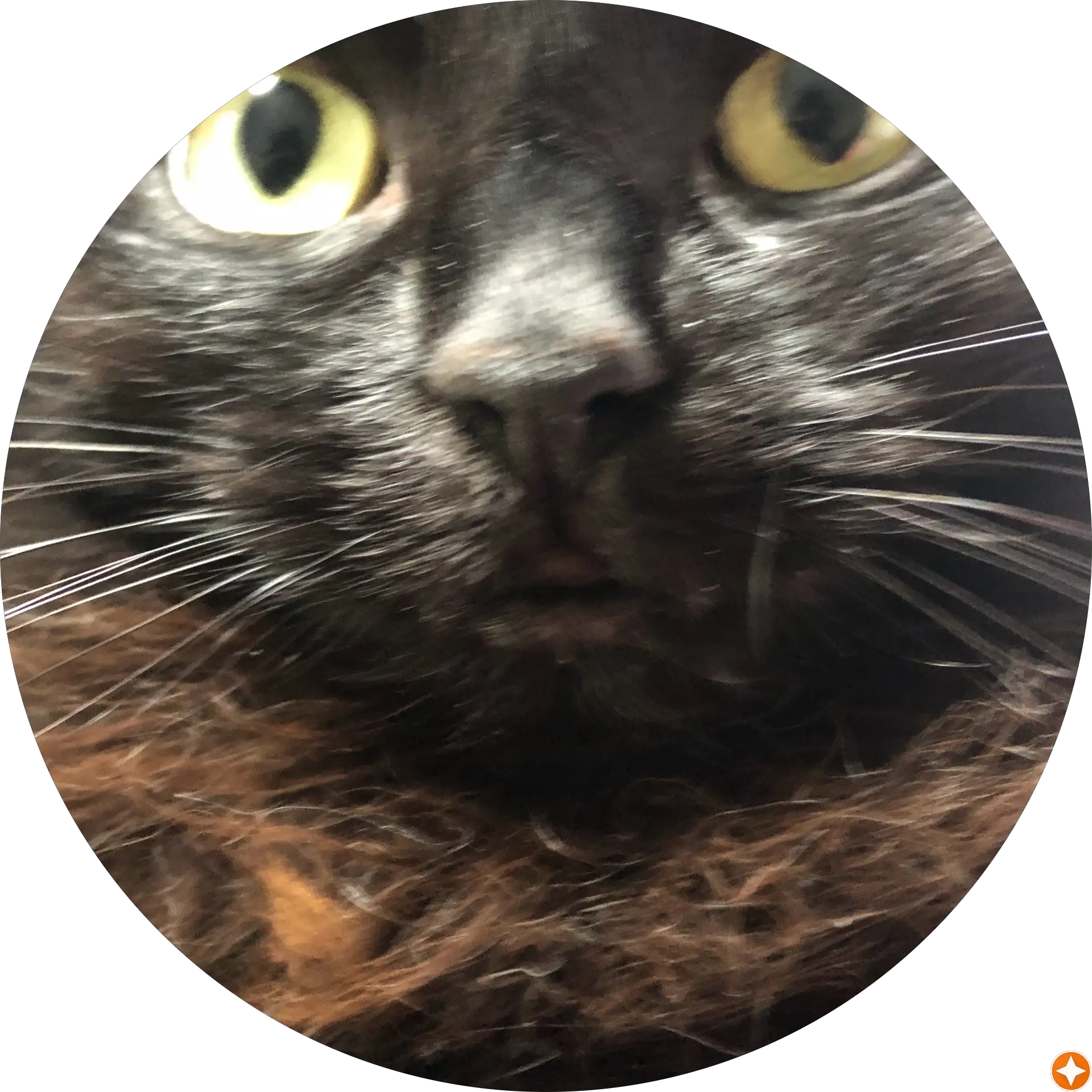 D Pet