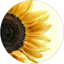 Sunflower Girl