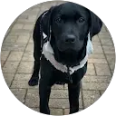 Kylo The black lab