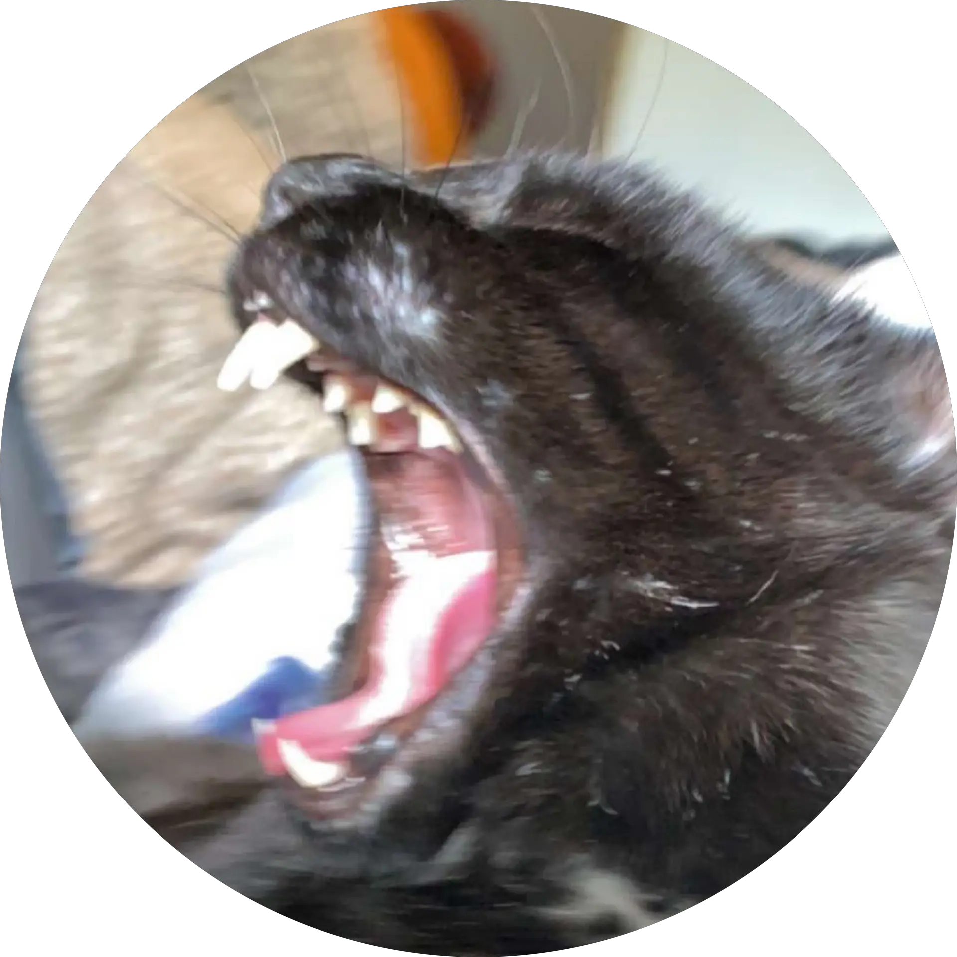 Cy