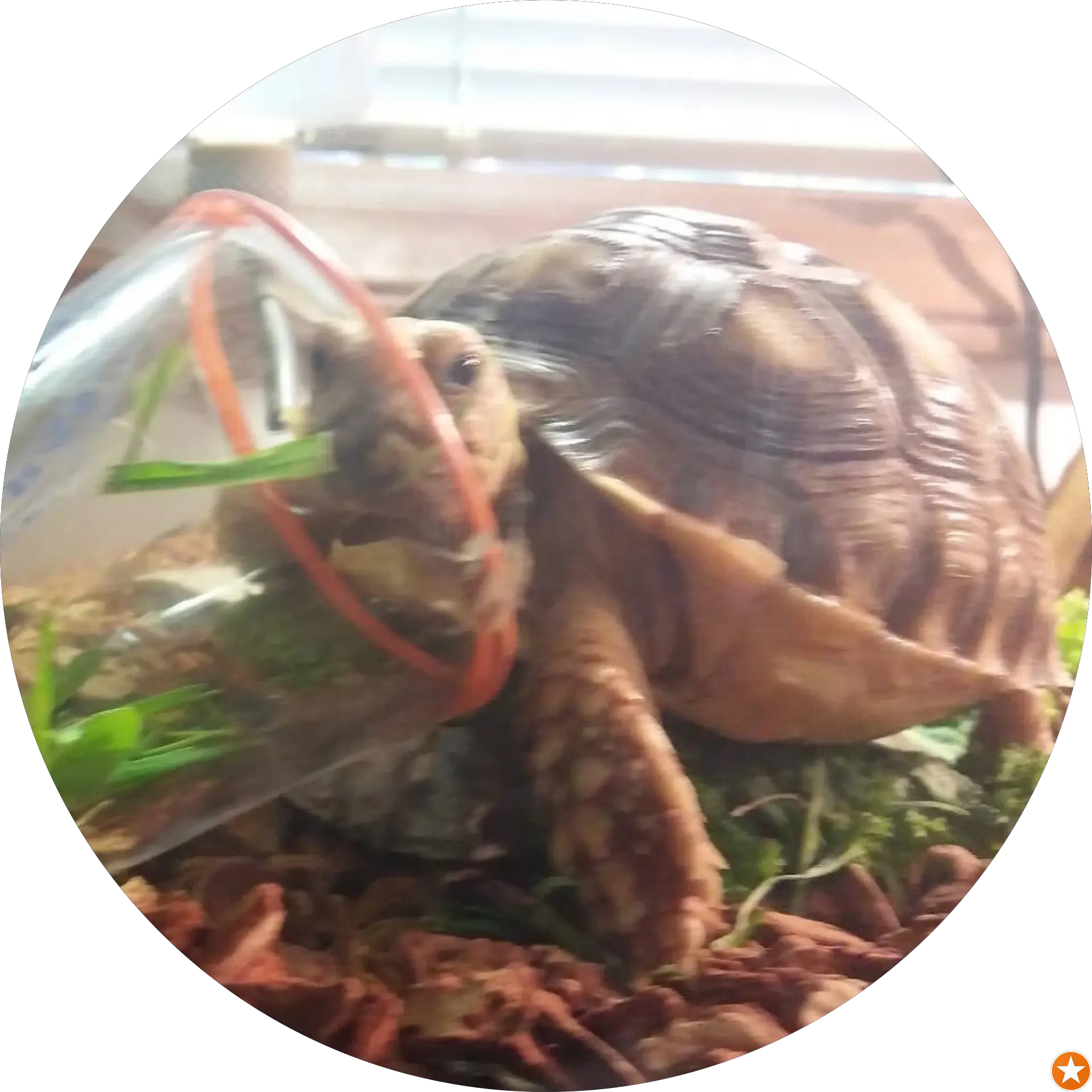 Turbo Stomp