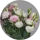 Kim Ahmet