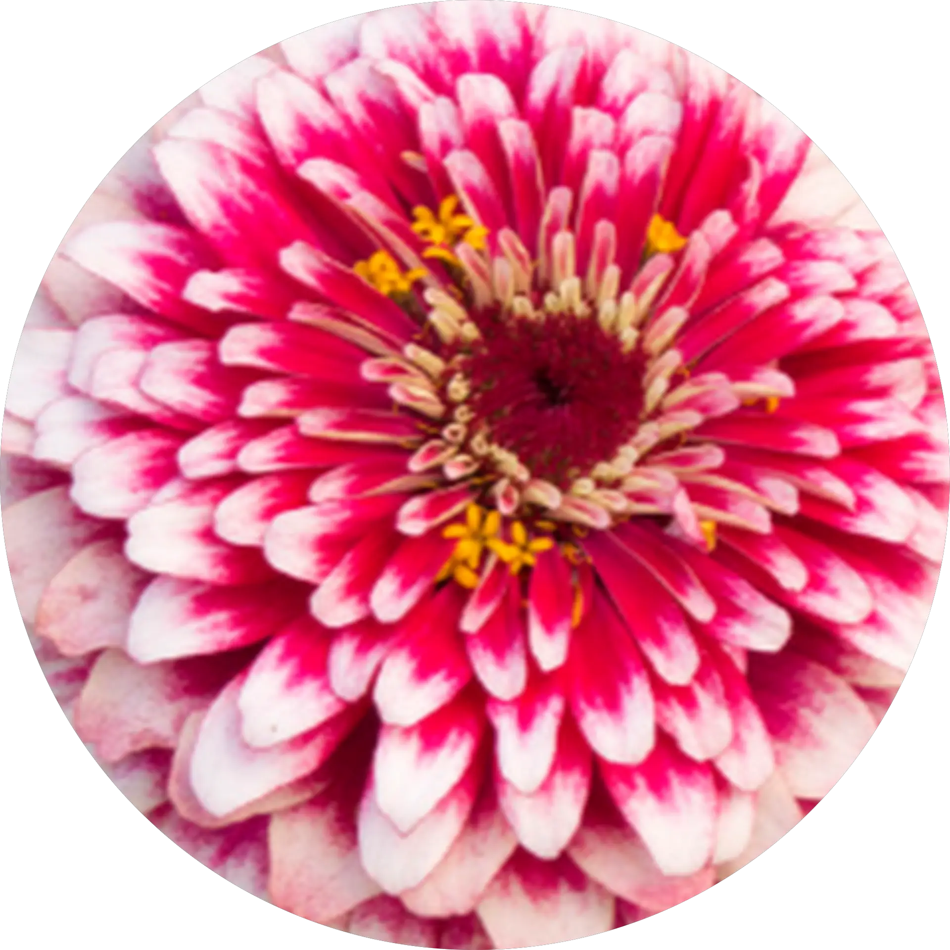 redzinnia