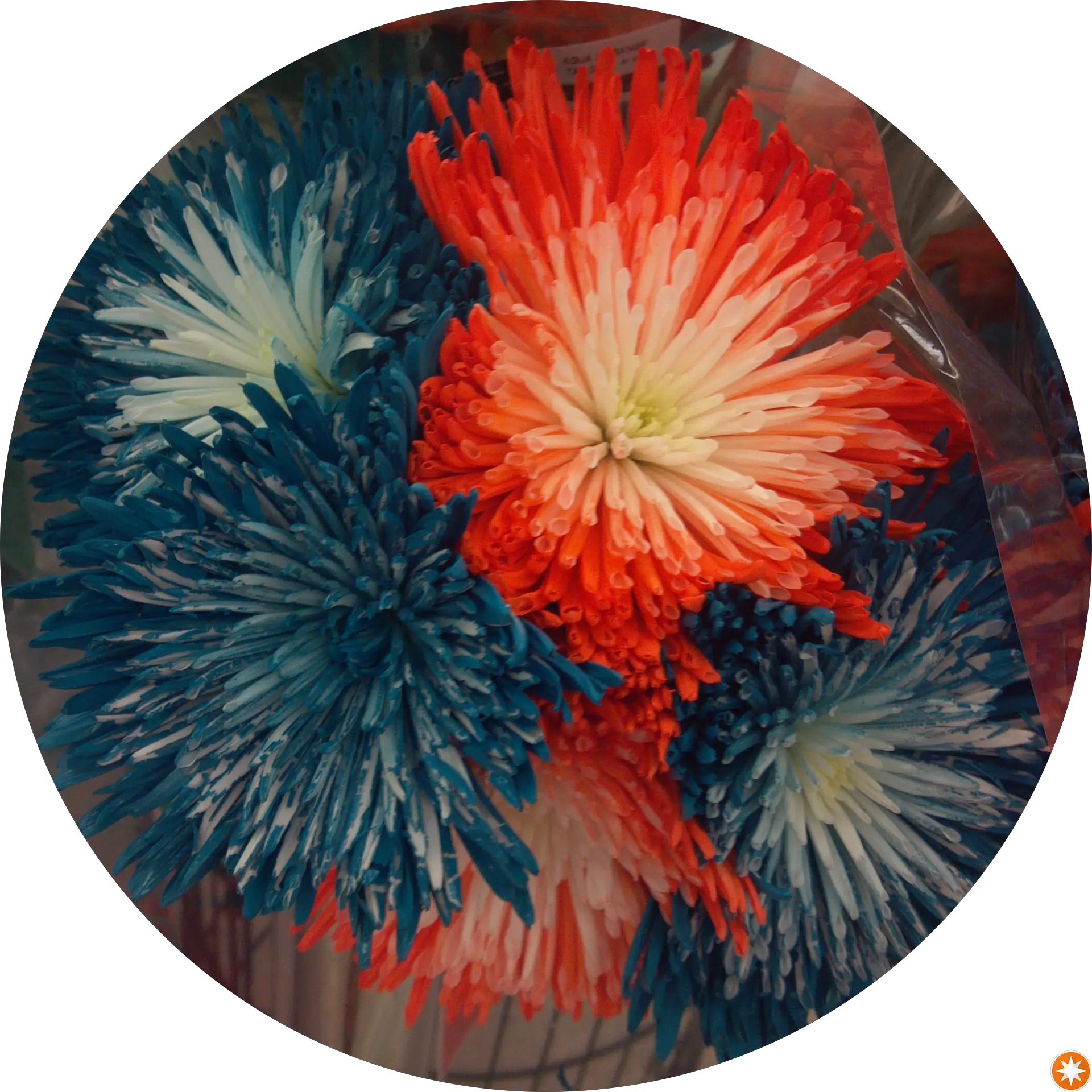 Anianamousse