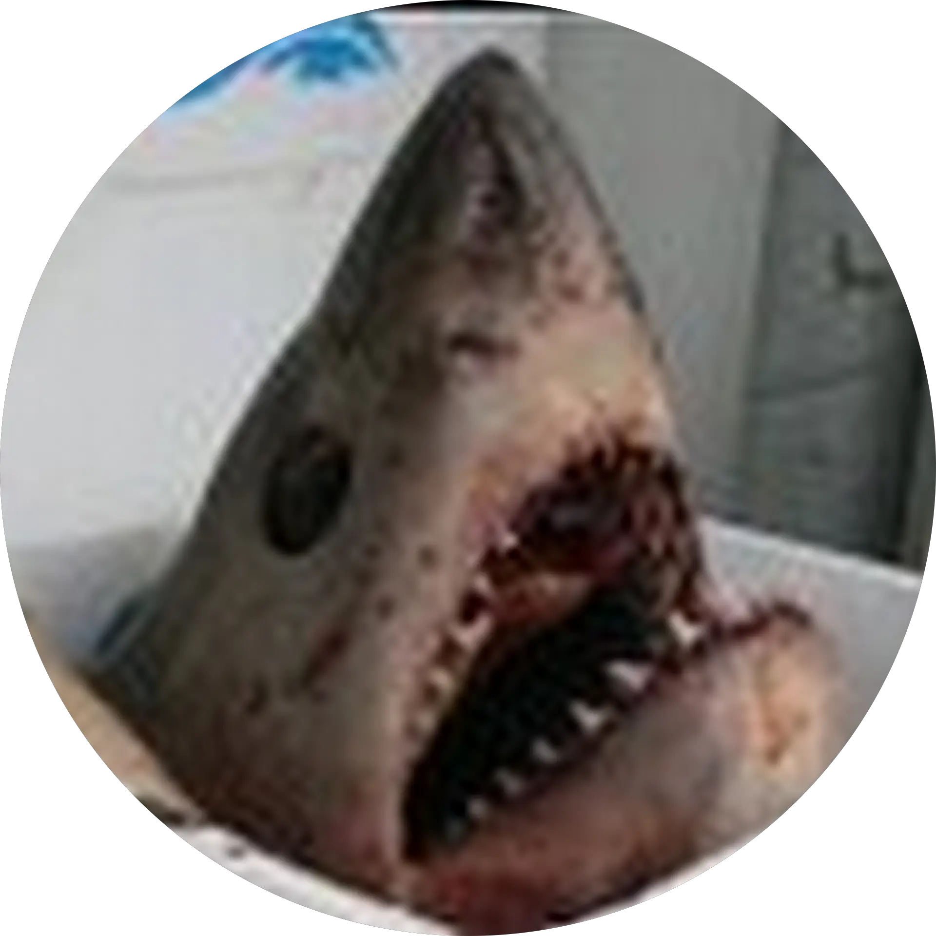 Rotting Shark