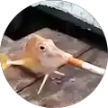 Monkey Milez