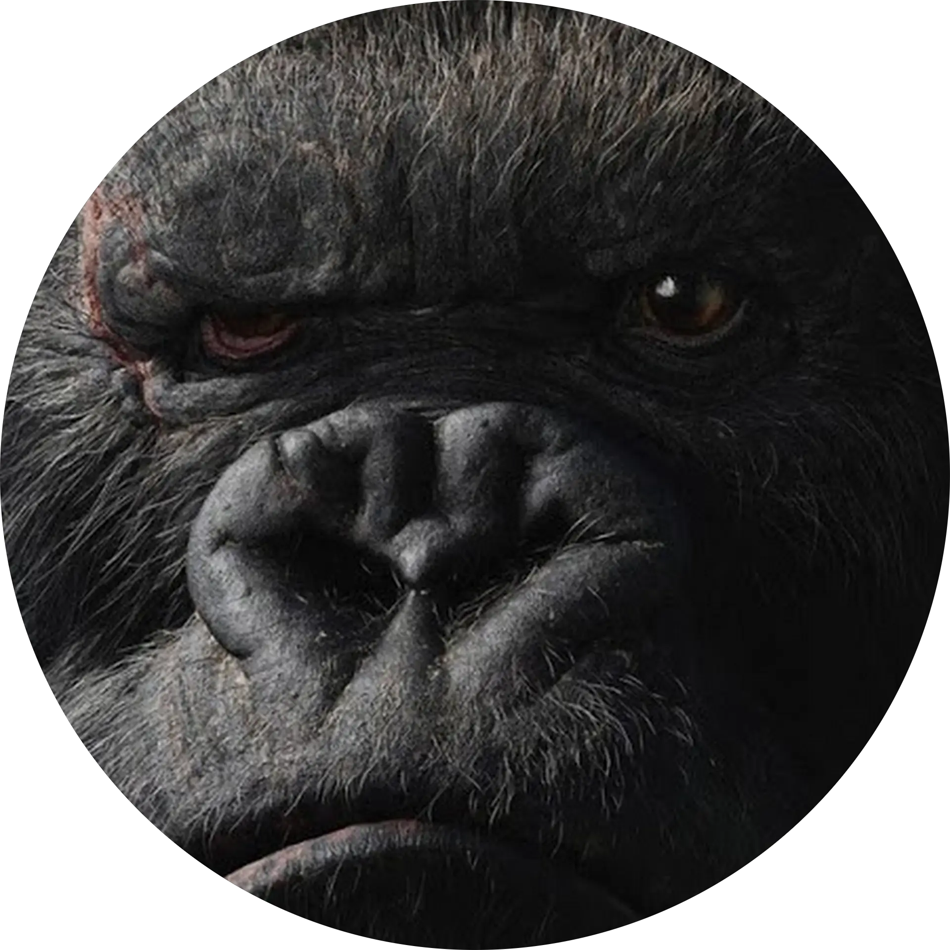 paul buccola
