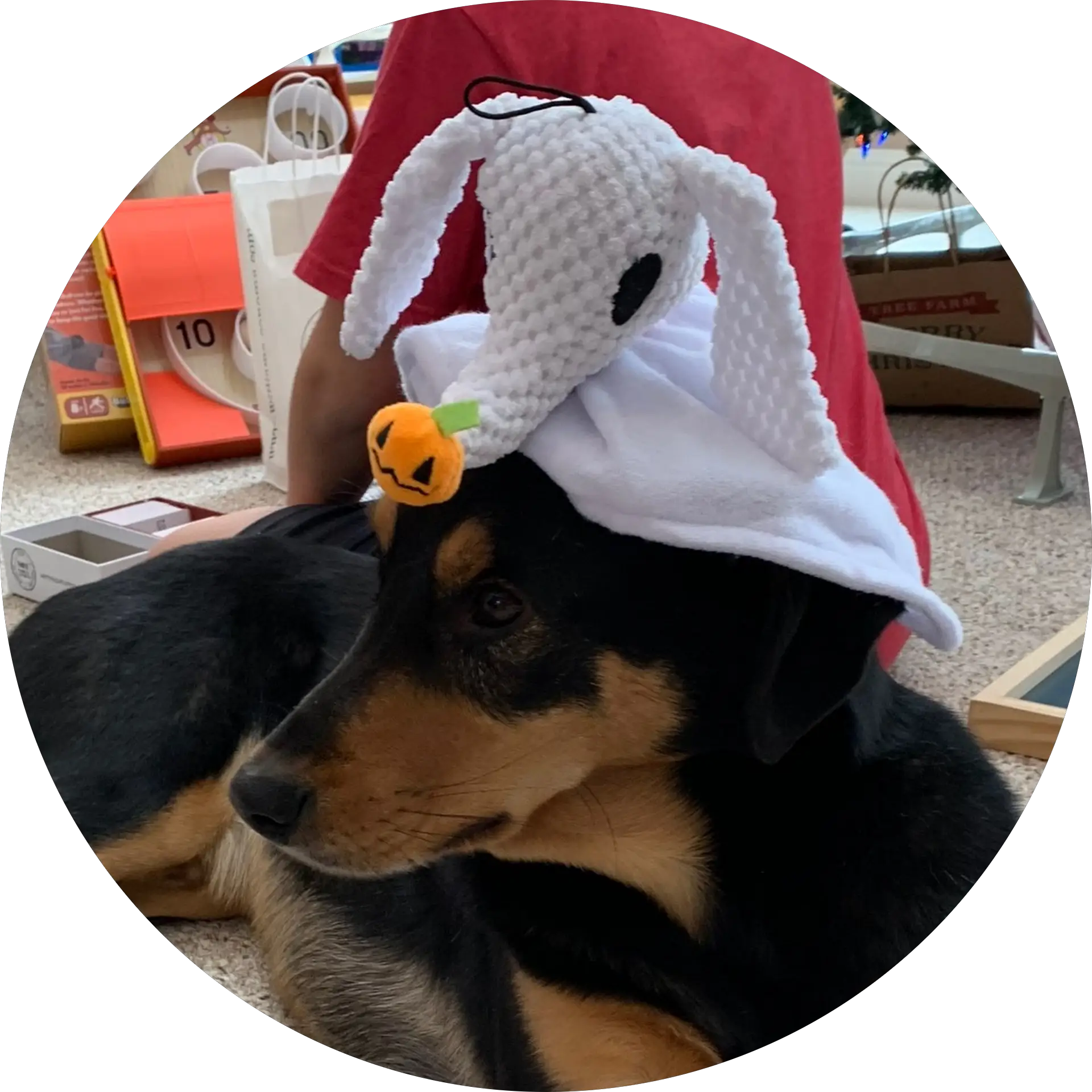 Jasper The Dog