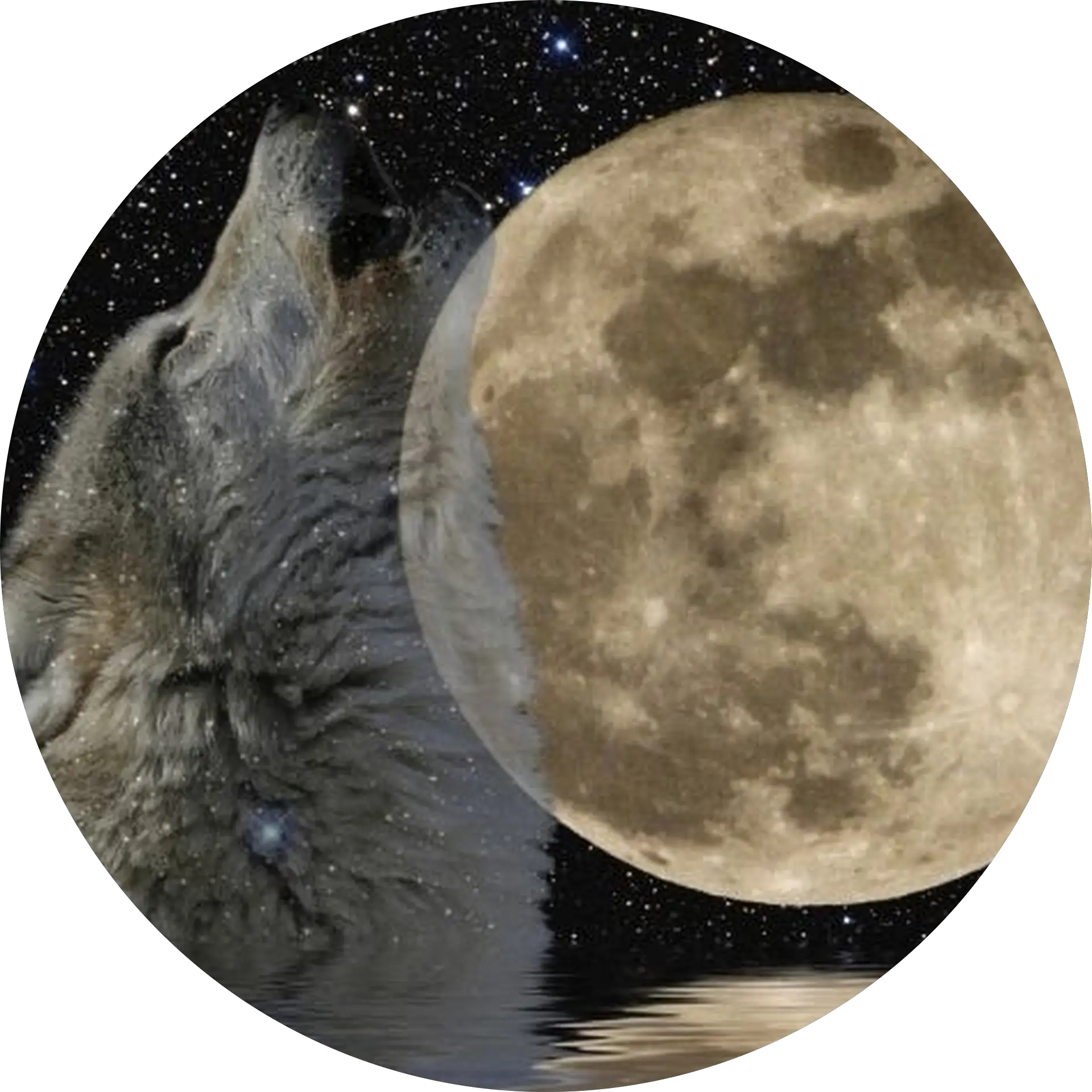 wolfatnight