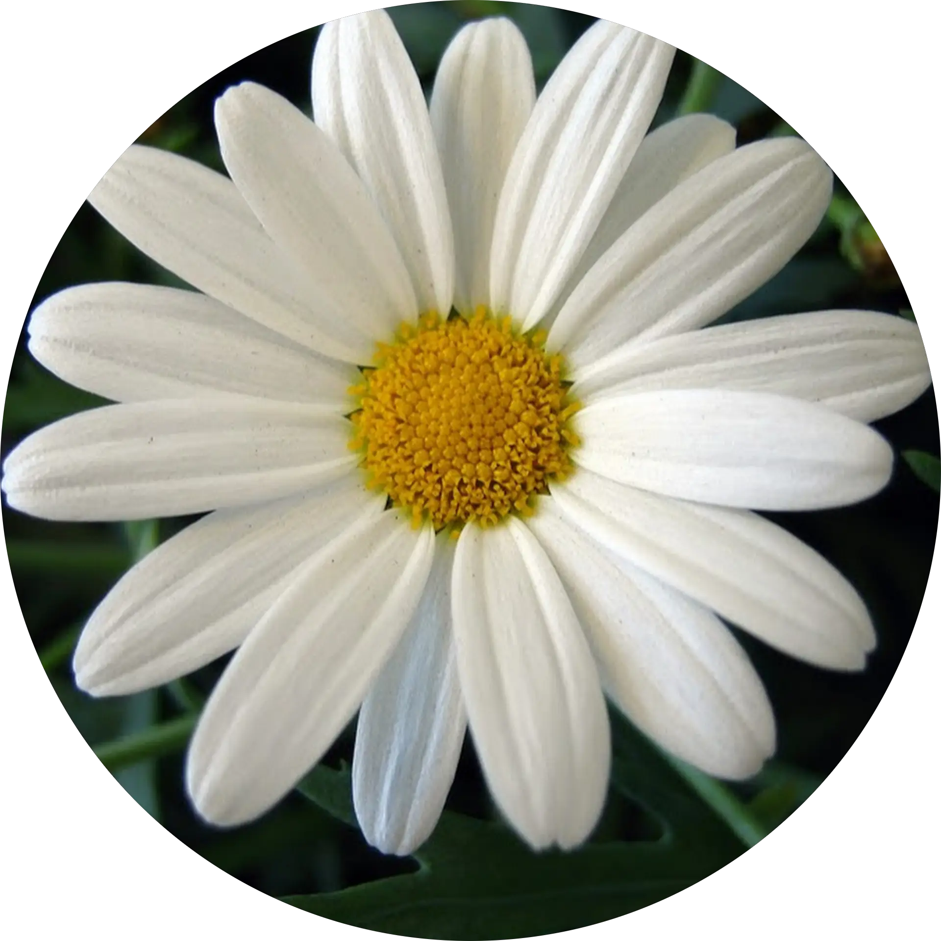 Denise