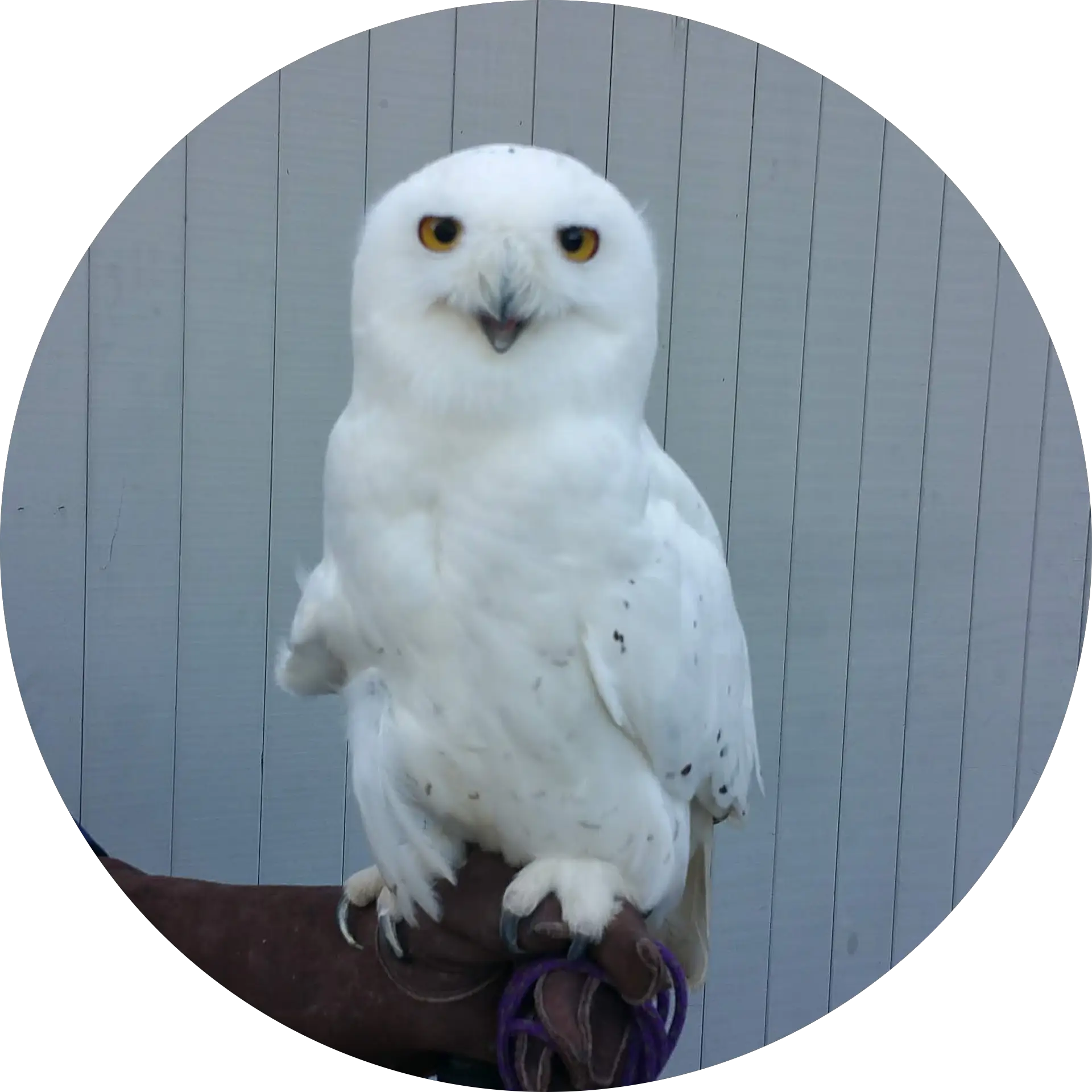 The Owl