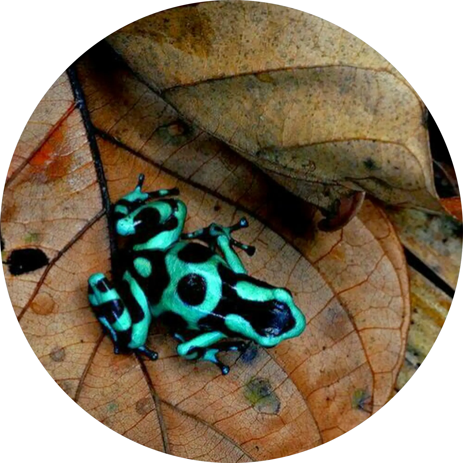 frogskin x